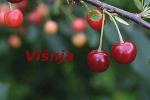 Čestitajte imendan današnjim slavljenicama!