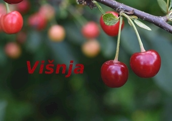 Čestitajte imendan današnjim slavljenicama!