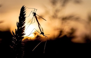 Nije samo 'slatka krv' u pitanju: Evo što privlači komarce i zašto baš vas grizu