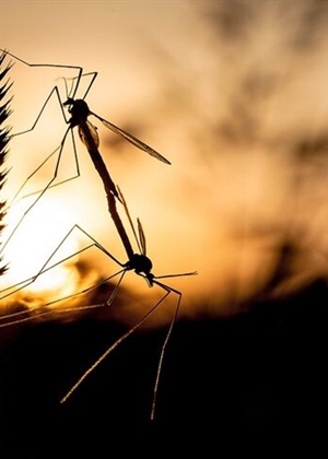 Nije samo 'slatka krv' u pitanju: Evo što privlači komarce i zašto baš vas grizu