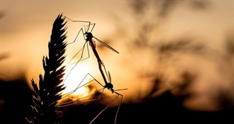 Nije samo 'slatka krv' u pitanju: Evo što privlači komarce i zašto baš vas grizu