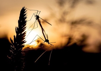 Nije samo 'slatka krv' u pitanju: Evo što privlači komarce i zašto baš vas grizu