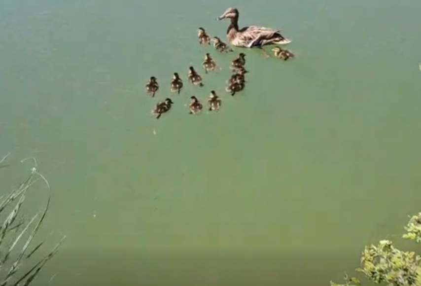 VELIKI LAJK: U Zagrebu spašena pačja obitelj – 13 pačića upalo u šaht, na sreću vraćeni su u prirodu