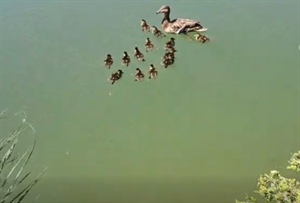 VELIKI LAJK: U Zagrebu spašena pačja obitelj – 13 pačića upalo u šaht, na sreću vraćeni su u prirodu