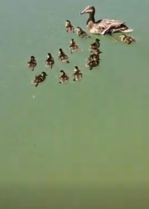 VELIKI LAJK: U Zagrebu spašena pačja obitelj – 13 pačića upalo u šaht, na sreću vraćeni su u prirodu