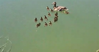 VELIKI LAJK: U Zagrebu spašena pačja obitelj – 13 pačića upalo u šaht, na sreću vraćeni su u prirodu