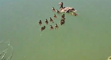 VELIKI LAJK: U Zagrebu spašena pačja obitelj – 13 pačića upalo u šaht, na sreću vraćeni su u prirodu