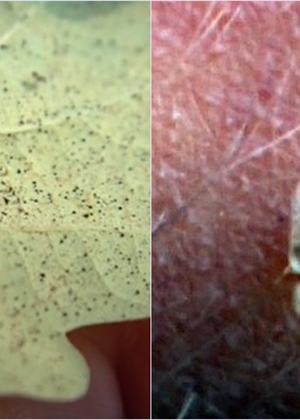 U kuću su vam došle stjenice, napasti kojih se teško riješiti i koje vas grizu – ovo morate odmah učiniti