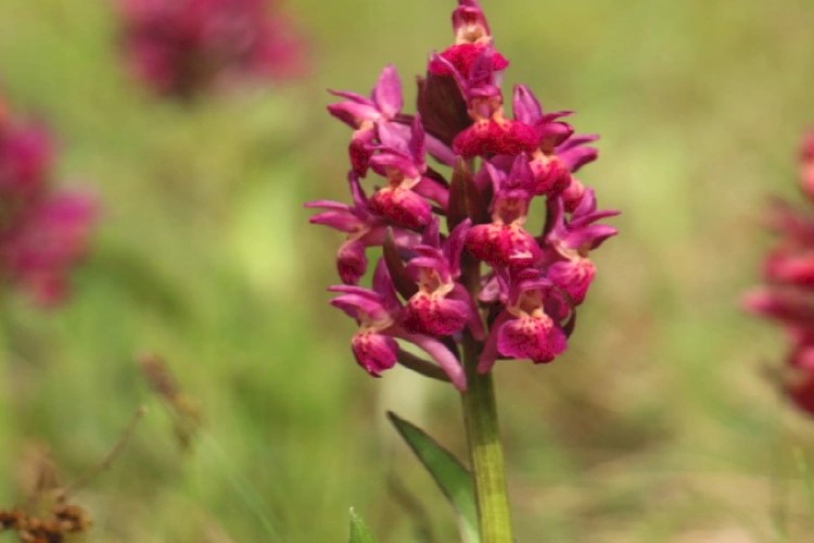 JU Zagorje zeleno poziva na Dane orhideja - bogat program za ljubitelje prirode i planinarenja