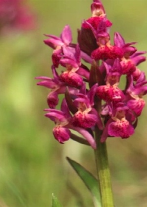 JU Zagorje zeleno poziva na Dane orhideja - bogat program za ljubitelje prirode i planinarenja