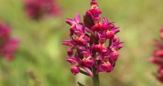 JU Zagorje zeleno poziva na Dane orhideja - bogat program za ljubitelje prirode i planinarenja