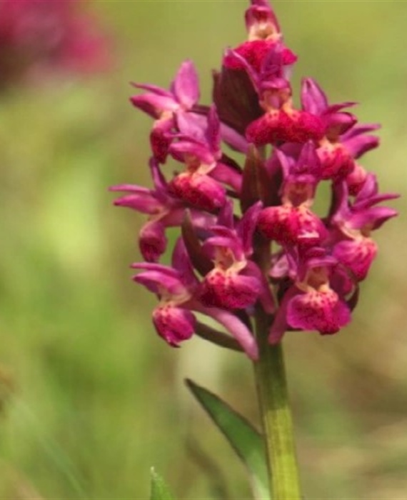 JU Zagorje zeleno poziva na Dane orhideja - bogat program za ljubitelje prirode i planinarenja