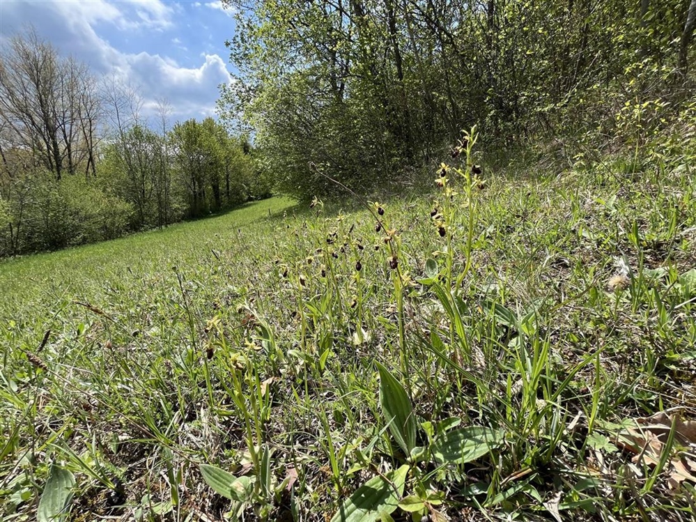 JU Zagorje zeleno: Monitoring orhideje kokice paučice
