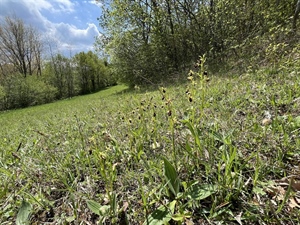 JU Zagorje zeleno: Monitoring orhideje kokice paučice