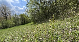 JU Zagorje zeleno: Monitoring orhideje kokice paučice