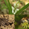 SLUŽBENI REZULTATI: Varaždinska županija ostvarila najbolje rezultate u City Nature Challengeu 2026