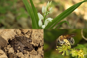 SLUŽBENI REZULTATI: Varaždinska županija ostvarila najbolje rezultate u City Nature Challengeu 2026