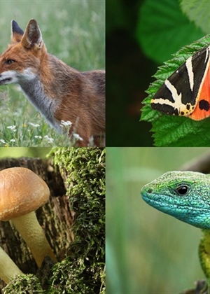 JU Zagorje zeleno: Međunarodni dan biološke raznolikosti i Dan zaštite prirode – 22. svibnja