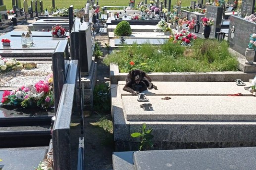 Monstruozan čin kod Velike Gorice: Štene zavezano za grob
