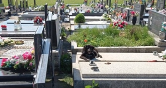 Monstruozan čin kod Velike Gorice: Štene zavezano za grob