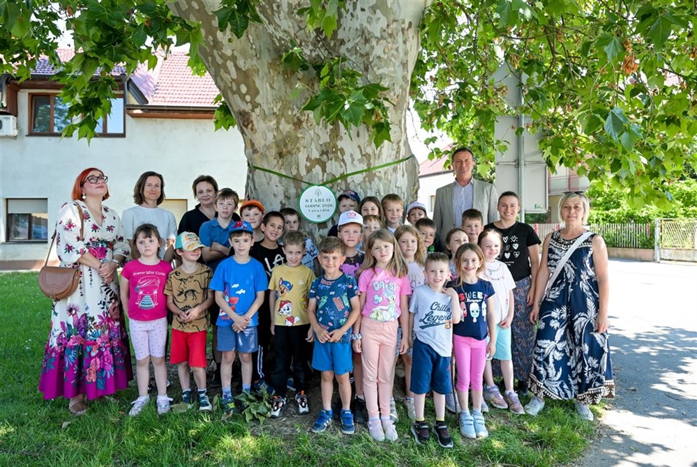 Varaždin izabrao svoje Stablo godine - pobjedila javorolisna platana s križanja Zavojne i Trenkove ulice