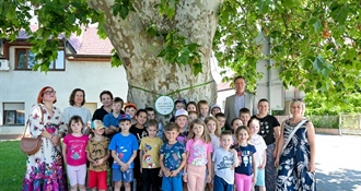 Varaždin izabrao svoje Stablo godine - pobjedila javorolisna platana s križanja Zavojne i Trenkove ulice