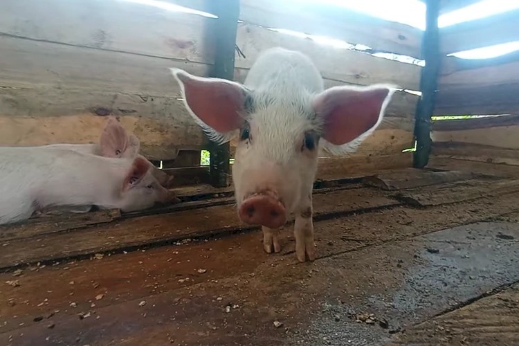 Ponovno potvrđen slučaj afričke svinjske kuge – počela kontrola i suzbijanje bolesti