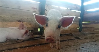 Ponovno potvrđen slučaj afričke svinjske kuge – počela kontrola i suzbijanje bolesti