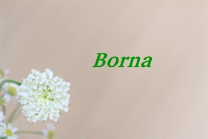 SRETAN IMENDAN Današnji slavljenik je Borna!