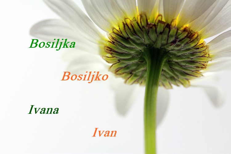 Današnji slavljenici su Ivan, Ivana, Bosiljka i Bosiljko – sve najbolje im!