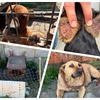 Horor u Pribislavcu: Azil Prijatelji Čakovec spašavao pse iz nehumanih uvjeta