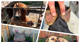 Horor u Pribislavcu: Azil Prijatelji Čakovec spašavao pse iz nehumanih uvjeta
