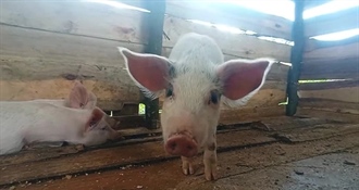 Tko je trebao preuzeti više od 340 svinja bez oznaka kod Varaždina? Veterinar ih zaustavio u posljednji trenutak