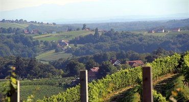 Krapinsko-zagorska županija objavila natječaj za potpore za podizanje i restrukturiranje nasada vinove loze