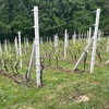 Općina Radoboj poziva vinogradare na prijavu za županijske potpore