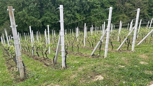 Općina Radoboj poziva vinogradare na prijavu za županijske potpore