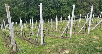Općina Radoboj poziva vinogradare na prijavu za županijske potpore