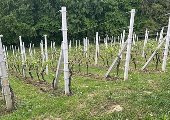 Općina Radoboj poziva vinogradare na prijavu za županijske potpore