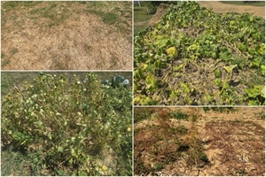 Suša vam je uništila vrt: 'Hvužgali' su se krastavci, mahune, buče, paradajz, krumpir - kako je kod vas, šaljite fotografije