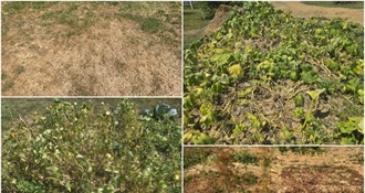 Suša vam je uništila vrt: 'Hvužgali' su se krastavci, mahune, buče, paradajz, krumpir - kako je kod vas, šaljite fotografije