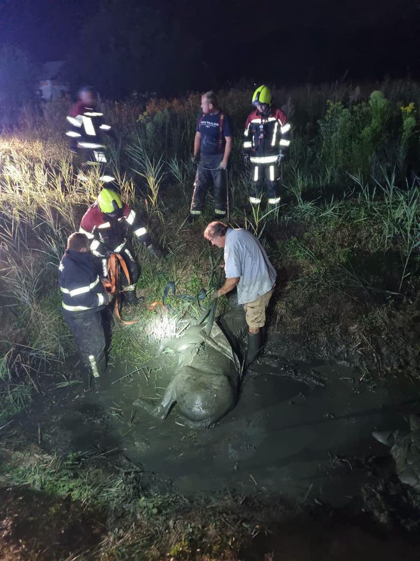 Noćna dramatična intervencija u Desiniću: Vatrogasci spašavali konja iz potoka