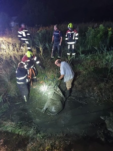 Noćna dramatična intervencija u Desiniću: Vatrogasci spašavali konja iz potoka
