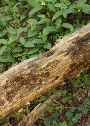 JU Zagorje zeleno: Važna uloga mrtvih i trulih stabala u šumama