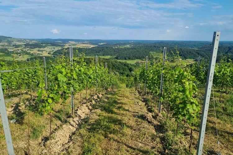 Jesen stigla u vinograde: Kako se nekada, a kako danas bere grožđe?