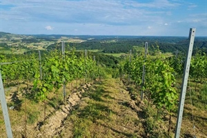 Jesen stigla u vinograde: Kako se nekada, a kako danas bere grožđe?