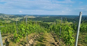 Jesen stigla u vinograde: Kako se nekada, a kako danas bere grožđe?