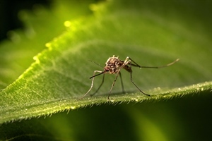 Opasni virus Zapadnog Nila – znate li kako ga prepoznati i kako se zaštiti?