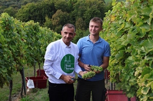 Pušipel odolio visokim temperaturama i dao bolji urod, ali zlatna žutica i dalje brine vinogradare