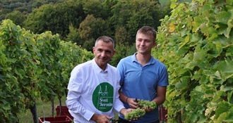 Pušipel odolio visokim temperaturama i dao bolji urod, ali zlatna žutica i dalje brine vinogradare