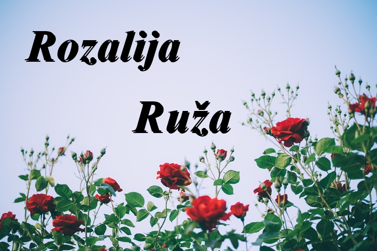 Današnje slavljenice su Ruža, Rozalija i Roza – želimo im sretan imendan!